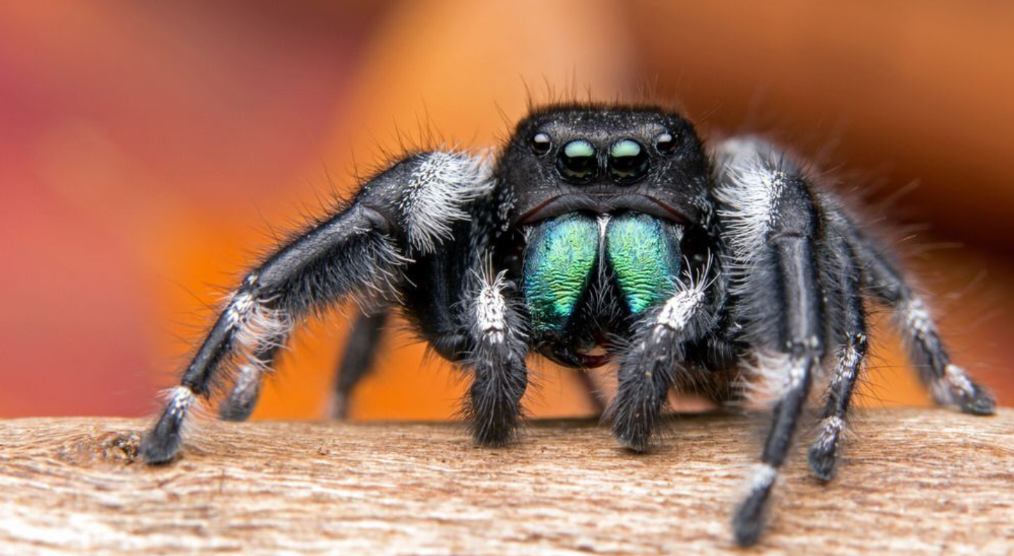 Bold Jumping Spider