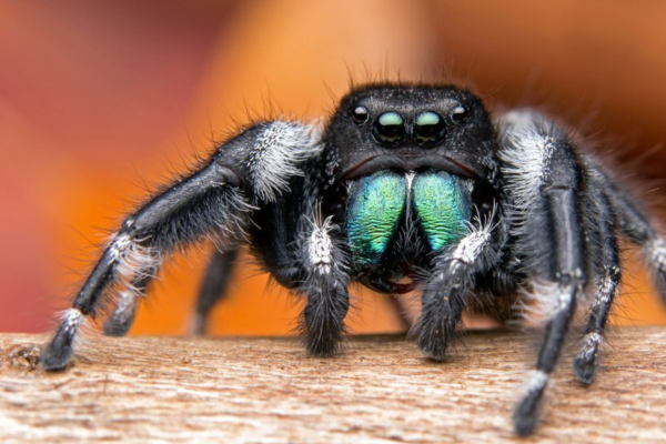 bold-jumping-spiderD7557E81-D619-9FB5-F2A7-19D25D61BFEE.png
