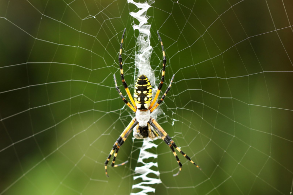 yellow-garden-spider8DF291FB-EABE-48CC-7674-36E96EF395BC.png