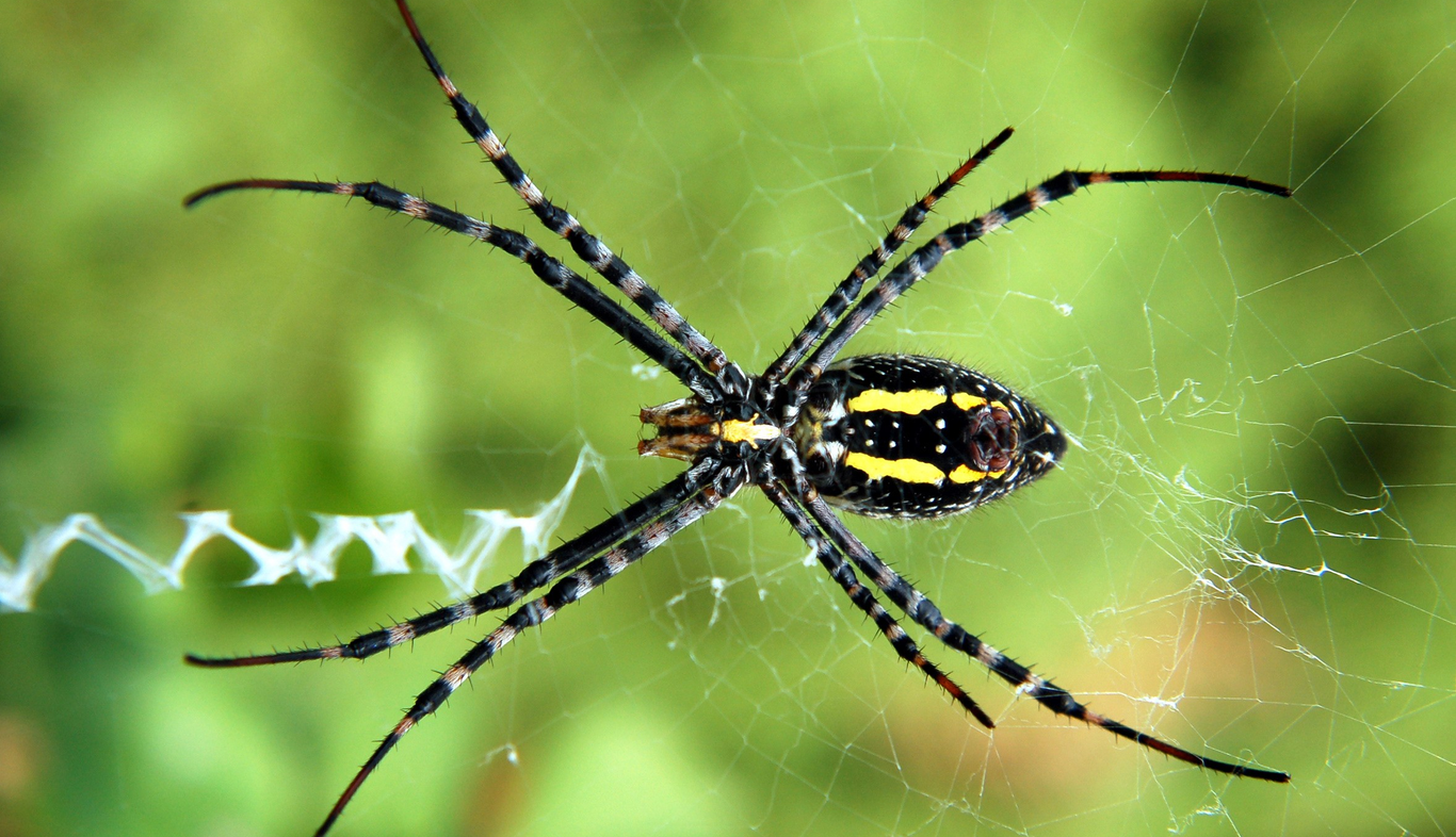 Yellow Garden Spider
